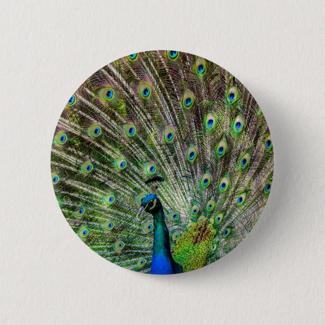 Stunning Peacock  and feathers photo accessories 2 Inch Round Button (Front)