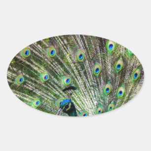 Stunning Peacock  and feathers photo accessories Oval Sticker
