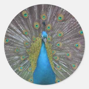 Stunning Peacock Classic Round Sticker