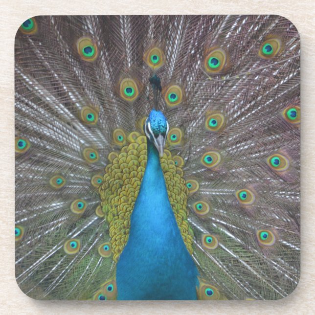 Stunning Peacock Coaster (Front)