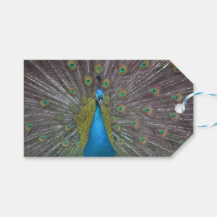 Stunning Peacock Gift Tags