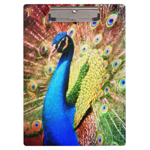 Stunning Peacock Photo Clipboard