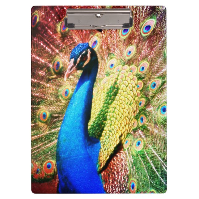 Stunning Peacock Photo Clipboard (Front)