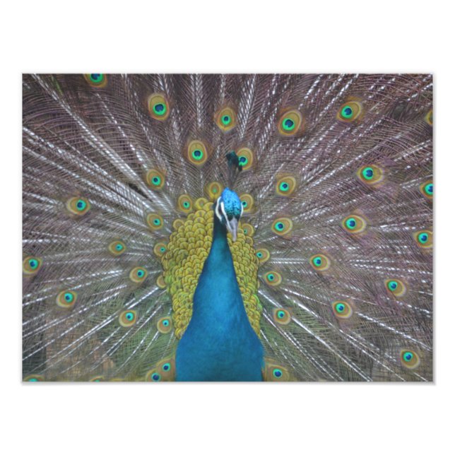 Stunning Peacock Photo Print (Front)
