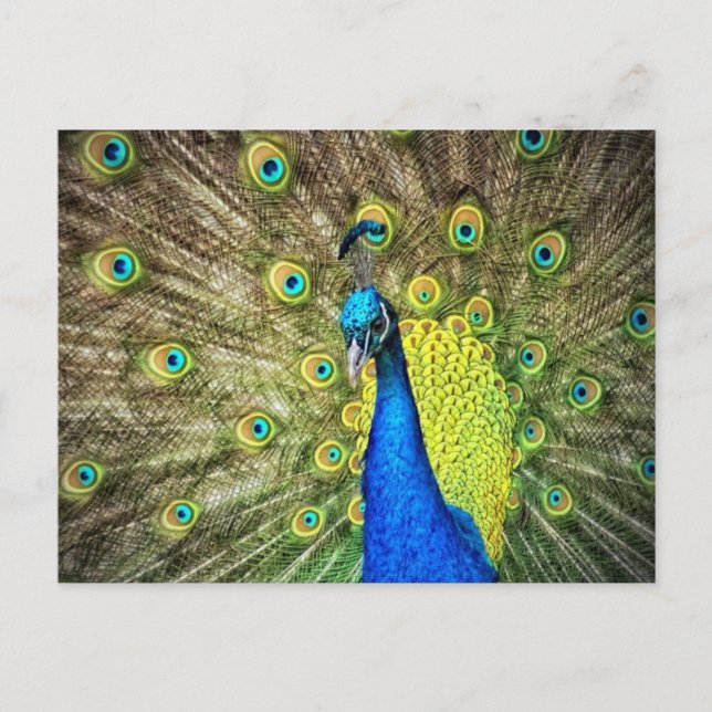 Stunning Peacock Postcard (Front)