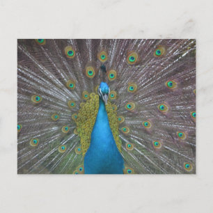 Stunning Peacock Postcard