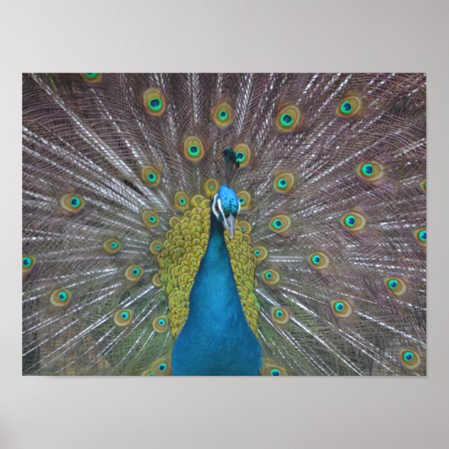 Stunning Peacock Poster (Front)