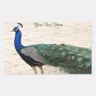 Stunning Peacock Sticker
