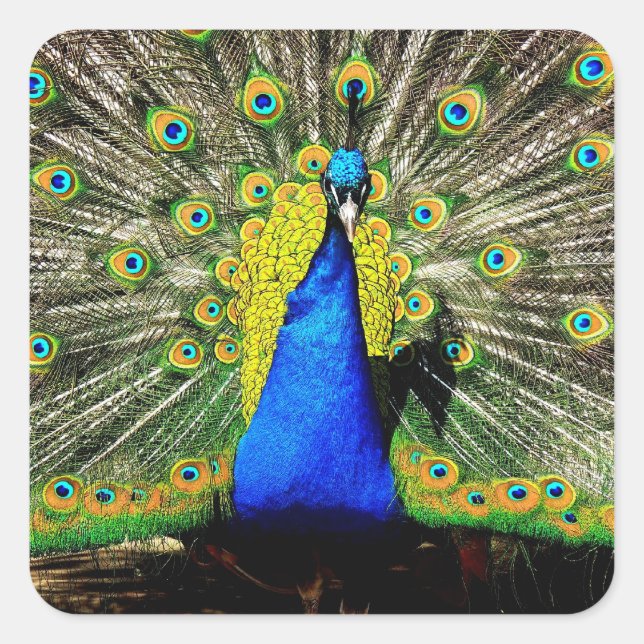Stunning Peacock Stickers (Front)
