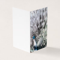 Stunning Pied Peacock - blank gift tag set