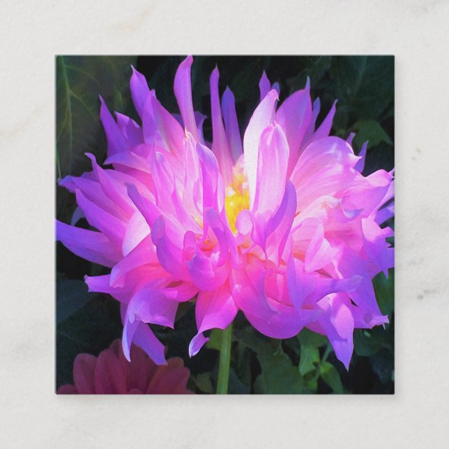 Stunning Pink and Purple Cactus Dahlia Square Business Card (Front)