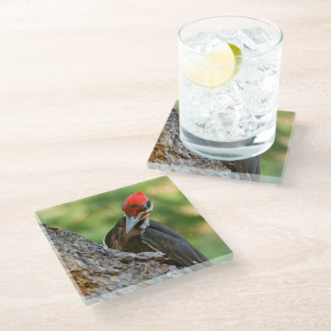 Stunning Portrait of Pileated Woodpecker on Tree Glass Coaster (Angled)