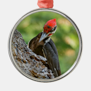 Stunning Portrait of Pileated Woodpecker on Tree Metal Ornament