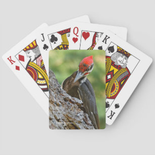 Stunning Portrait of Pileated Woodpecker on Tree Playing Cards