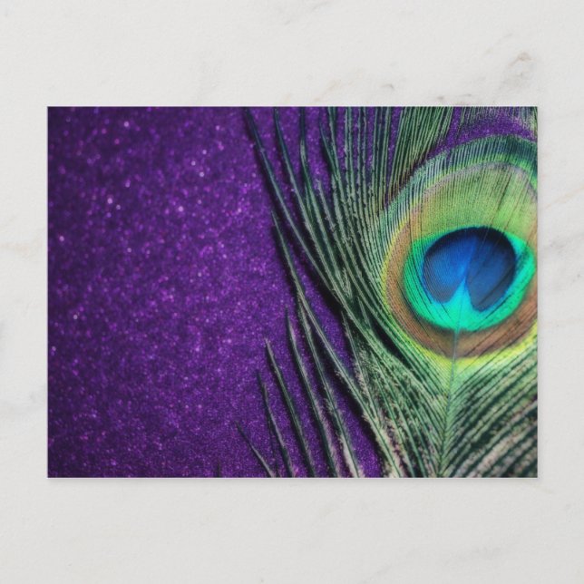 Stunning Purple Peacock Postcard (Front)