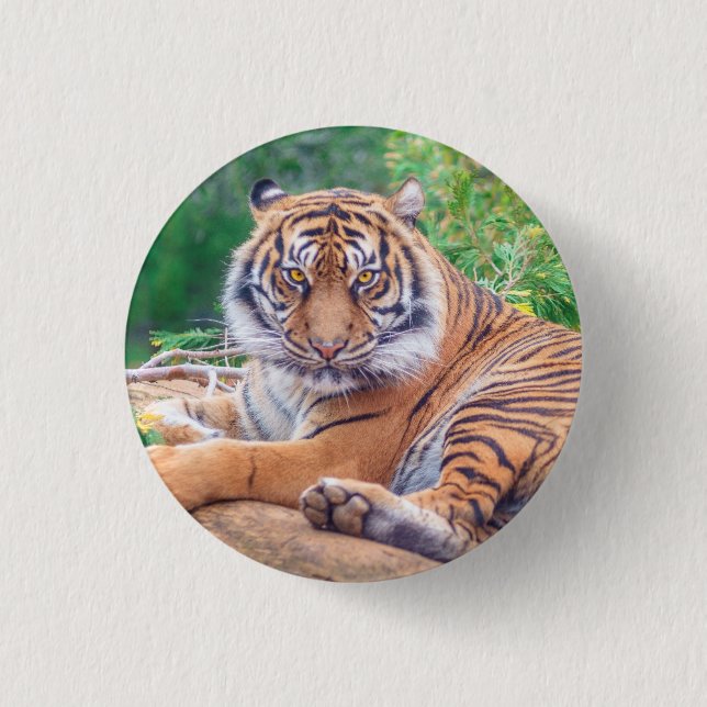 Stunning Reclining Tiger Photograph 1 Inch Round Button (Front)