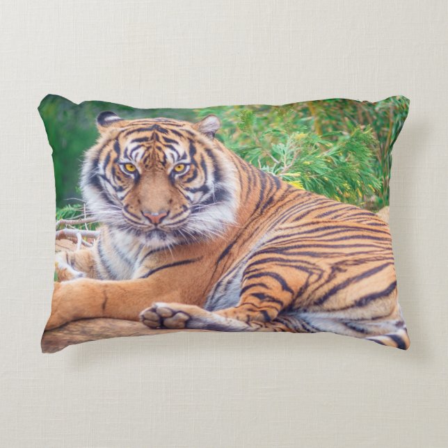 Stunning Reclining Tiger Photograph Accent Pillow (Front)