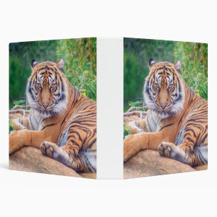Stunning Reclining Tiger Photograph Binder