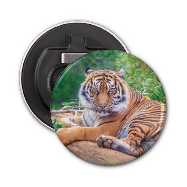 Stunning Reclining Tiger Photograph Bottle Opener (Front)