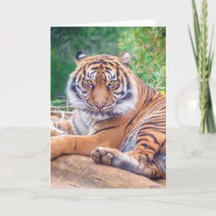 Stunning Reclining Tiger Photograph Card