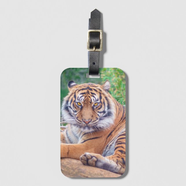 Stunning Reclining Tiger Photograph Luggage Tag (Front Vertical)