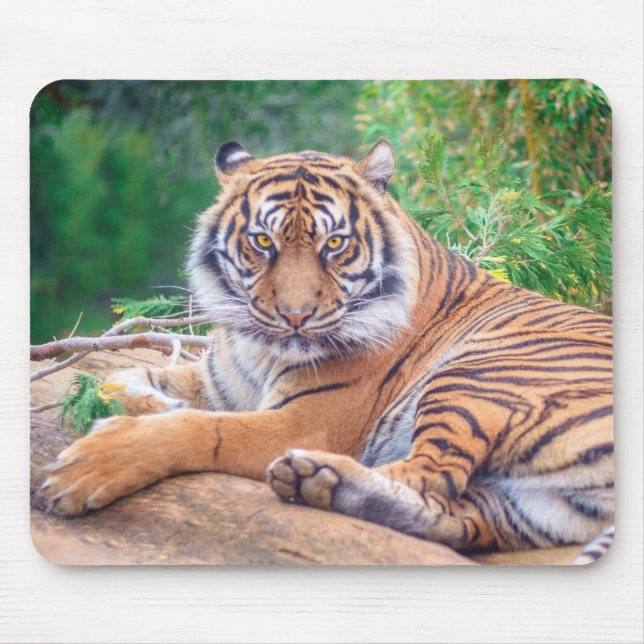 Stunning Reclining Tiger Photograph Mouse Pad (Front)