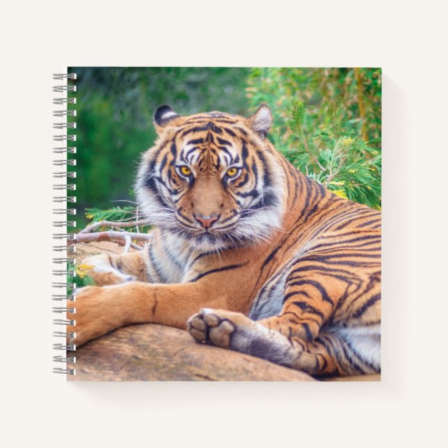 Stunning Reclining Tiger Photograph Notebook (Front)