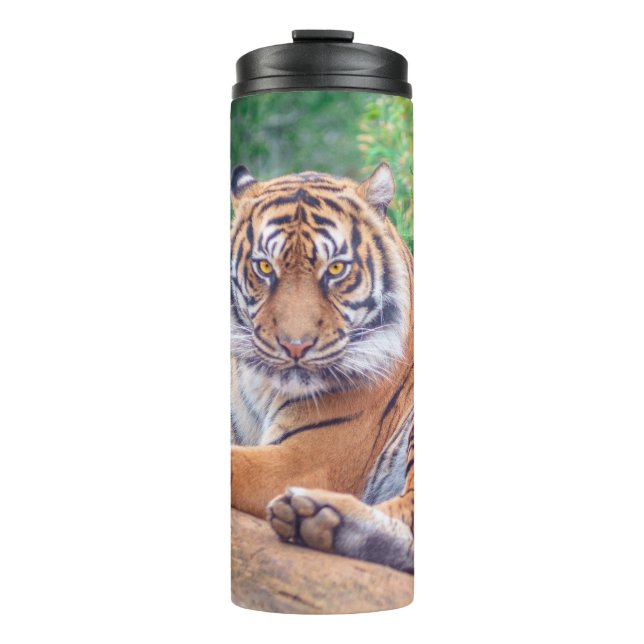 Stunning Reclining Tiger Photograph Thermal Tumbler (Front)
