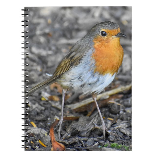 Stunning Robin  Notebook (Front)