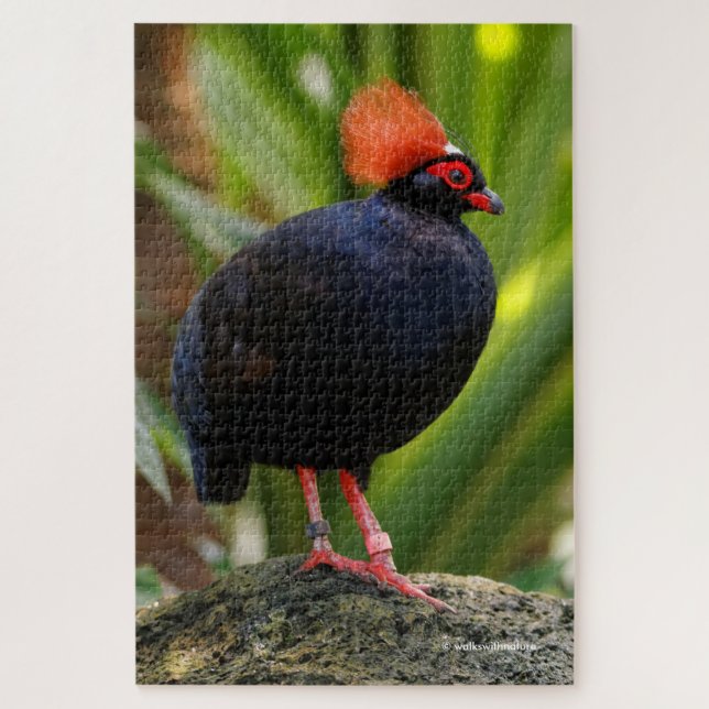 Stunning Roul-Roul Crested Wood Partridge Jigsaw Puzzle (Vertical)