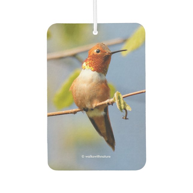 Stunning Rufous Hummingbird in the Sun Air Freshener (Front)