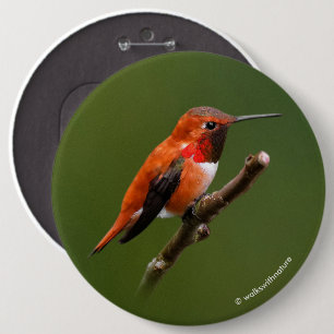 Stunning Rufous Hummingbird on Cherry Branch 6 Inch Round Button
