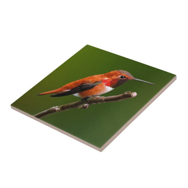 Stunning Rufous Hummingbird on the Cherry Tree Tile (Side)