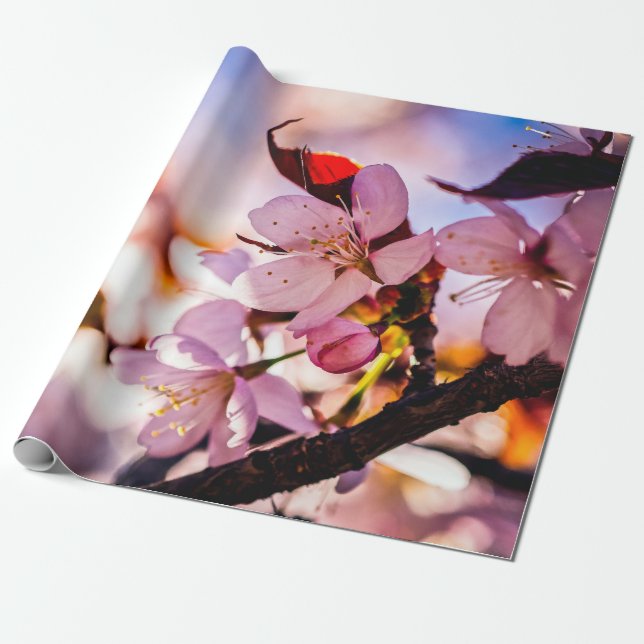 Stunning Sakura Blossoms Wrapping Paper (Unrolled)