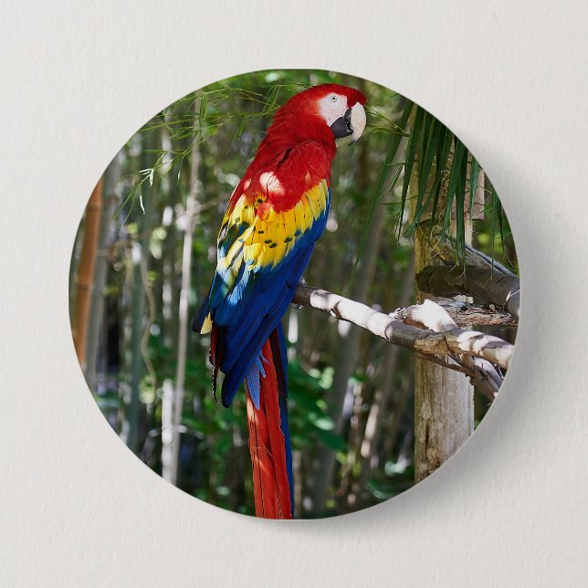 Stunning Scarlet Macaw Parrot 3 Inch Round Button (Front)