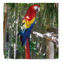 Stunning Scarlet Macaw Parrot