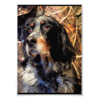 Stunning Setter Photo Print