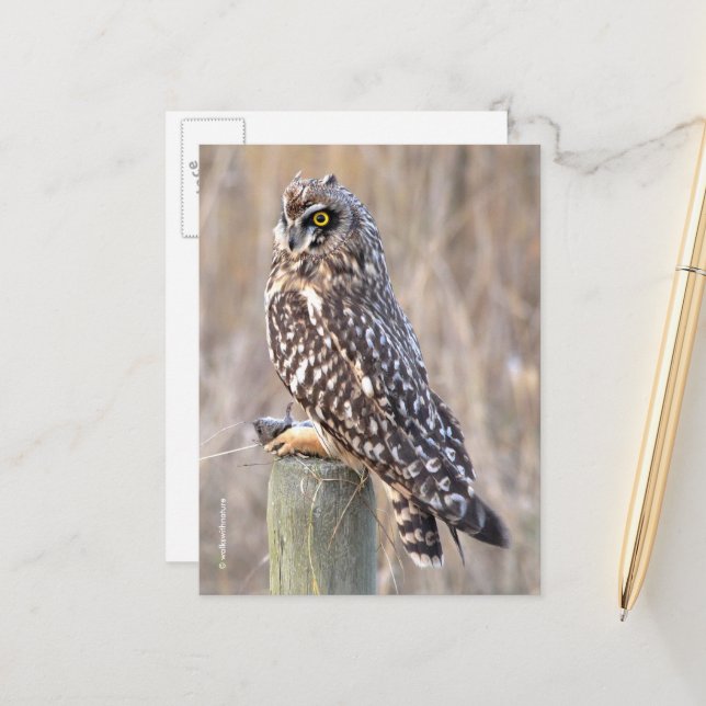 Stunning Short-Eared Owl with Vole Postcard (Front/Back In Situ)