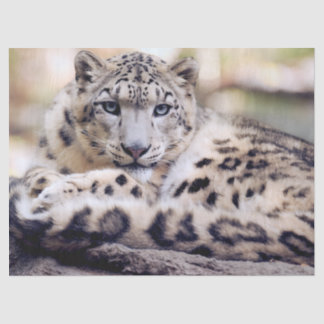 Stunning Snow Leopard Lying Down Tissue Paper