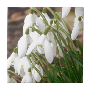 Stunning Snowdrops Tile