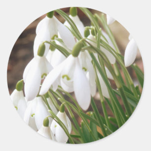 Stunning Spring Snowdrops Classic Round Sticker