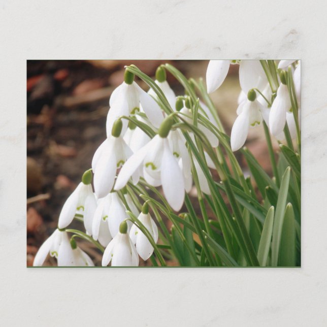 Stunning Spring Snowdrops Postcard (Front)