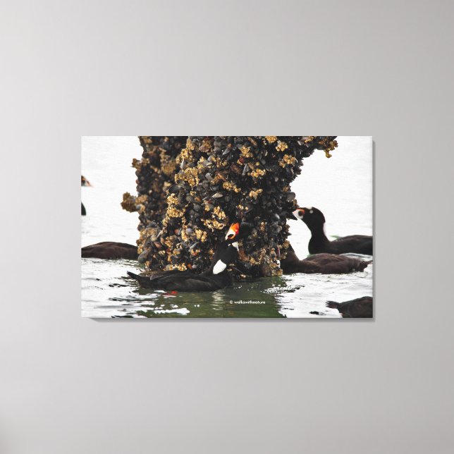 Stunning Surf Scoter Seaducks Feeding at Low Tide Canvas Print (Front)
