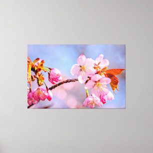 Stunning Tenderness Of Sakura Flowers In Spring Canvas Print