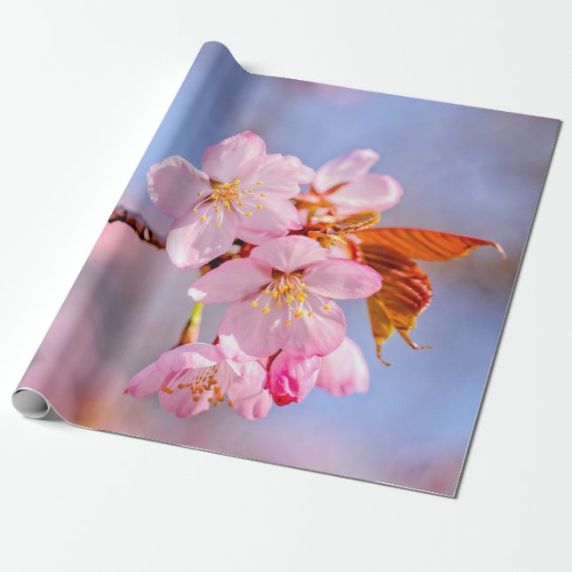 Stunning Tenderness Of Sakura Flowers Wrapping Paper (Unrolled)