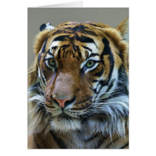 Stunning tiger portrait