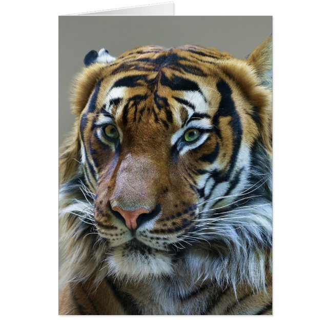 Stunning tiger portrait (Front)