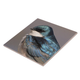 Stunning Tree Swallow Songbird on the Wire Tile