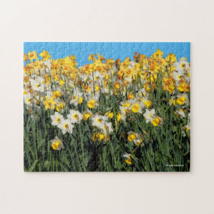 Stunning Two-Tone Daffodils Floral Photography Jigsaw Puzzle