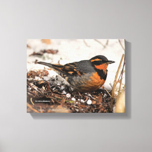 Stunning Varied Thrush Songbird in the Snow Canvas Print